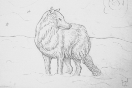 Arctic Wolf Sketch